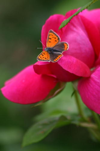 ベニシジミ蝶