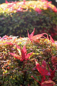 庭の紅葉2