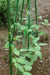 庭のインゲン豆