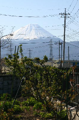 庭から望む富士山